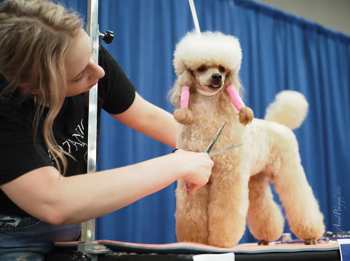 Hand-scissoring a poodle at Chien d'amour, an upscale grooming salon in St. Marys