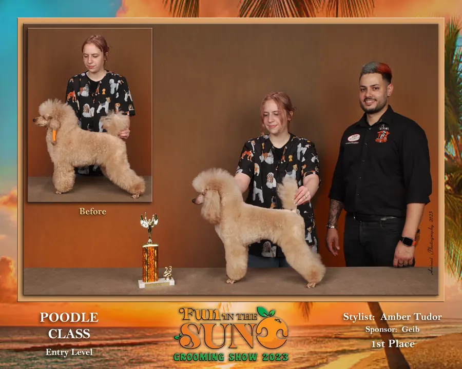 First-place poodle-class award from a professional grooming competition