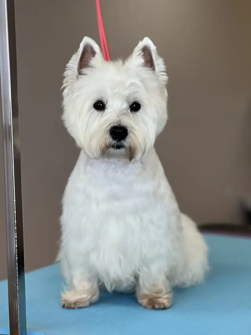White terrier with a classic breed trim