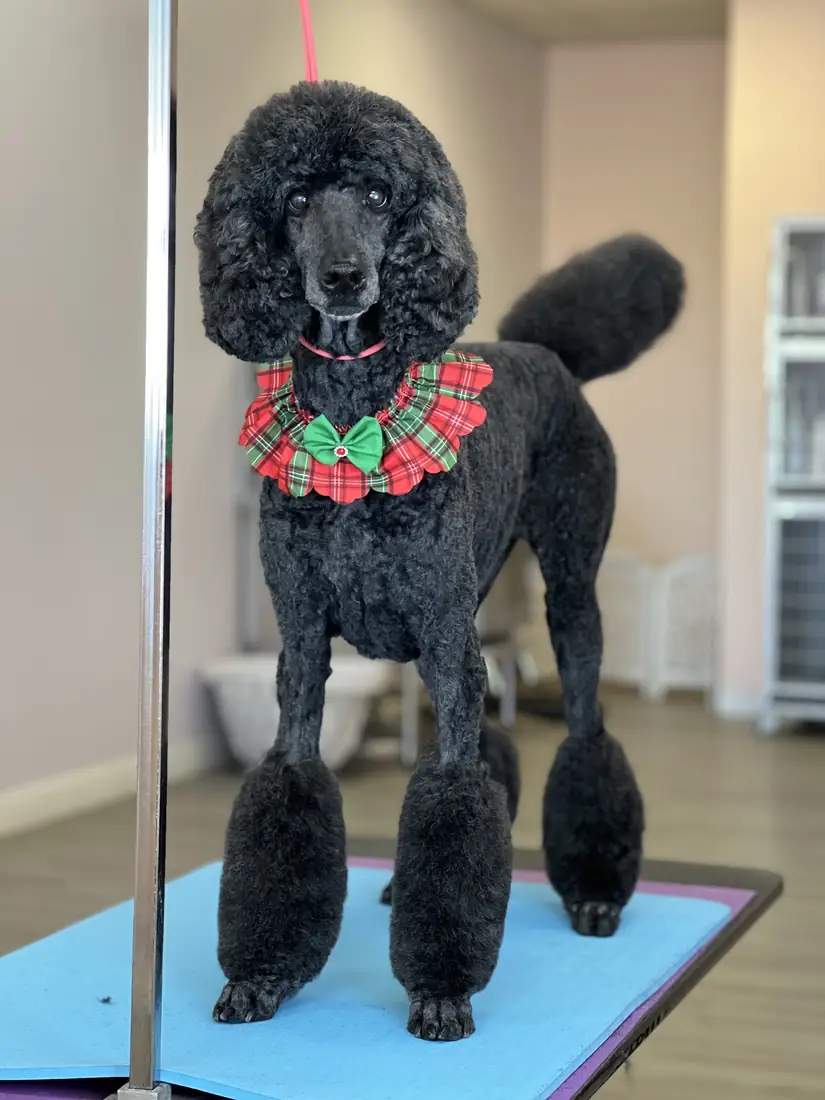 Black standard poodle wearing a festive bow tie after a full groom