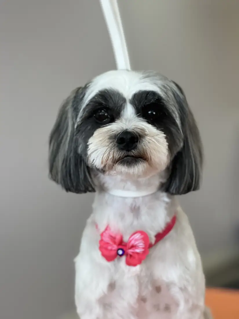 Small black and white dog with a pink bow after grooming
