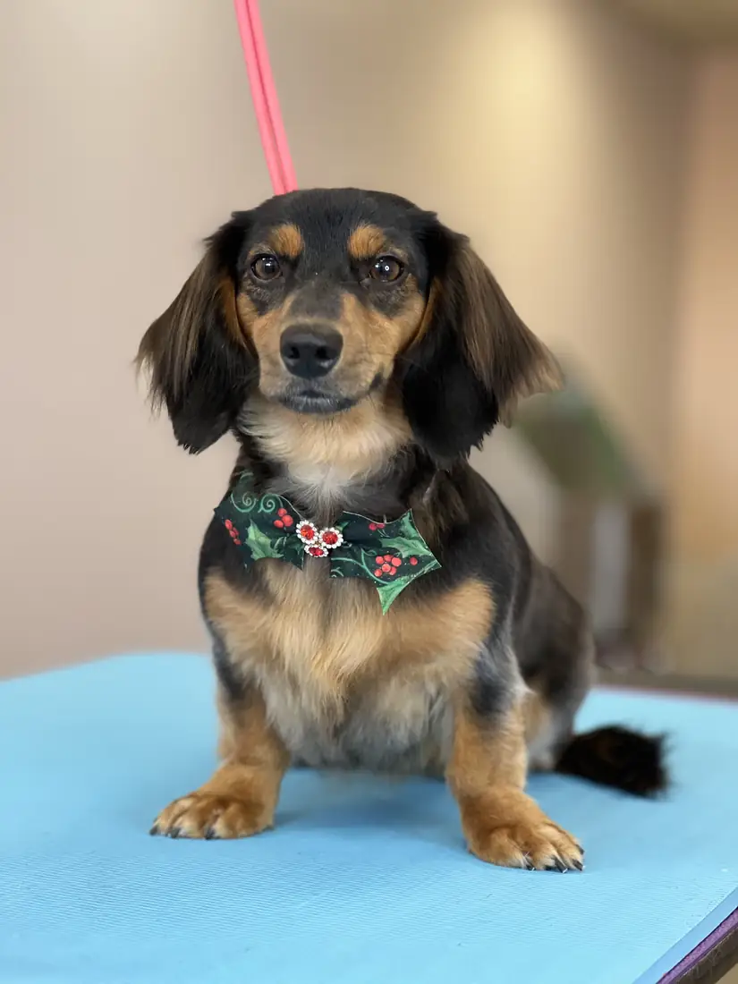 Long-haired dachshund with a holiday bow after a bath and tidy