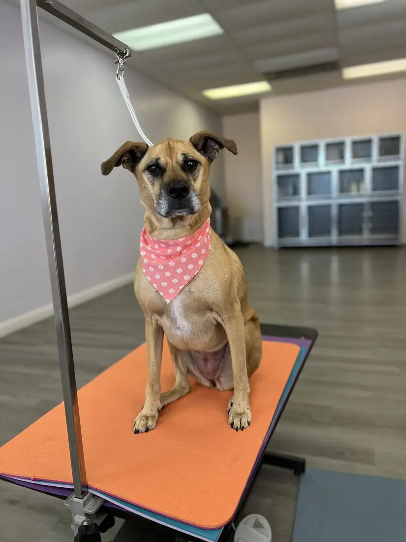 Short-coated dog in a bandana after a bath service