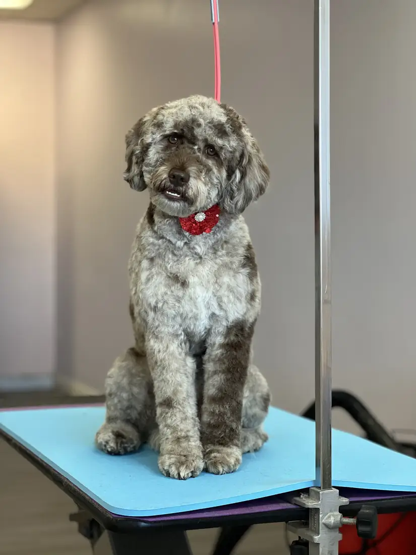 Merle doodle with a red bow after a full haircut service