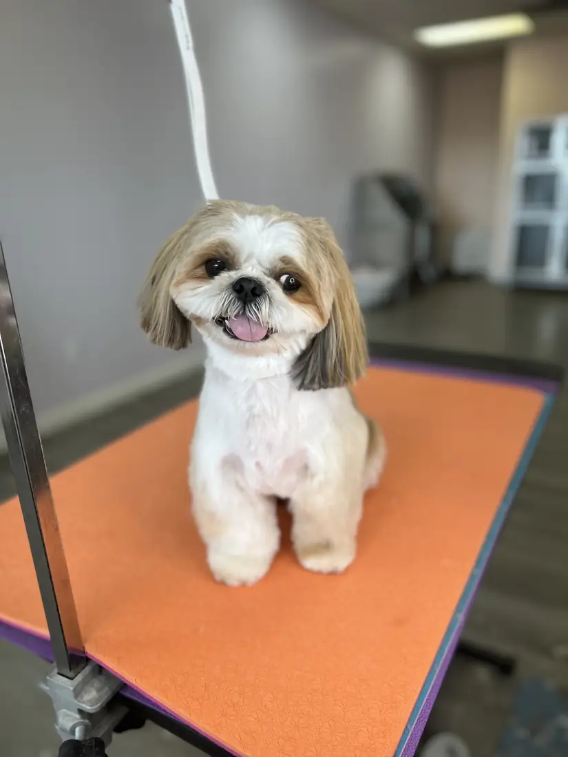 Small tan and white dog with a tidy face trim