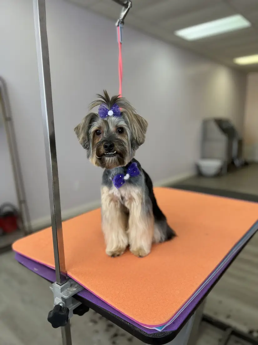 Small terrier mix with a topknot bow on the grooming table